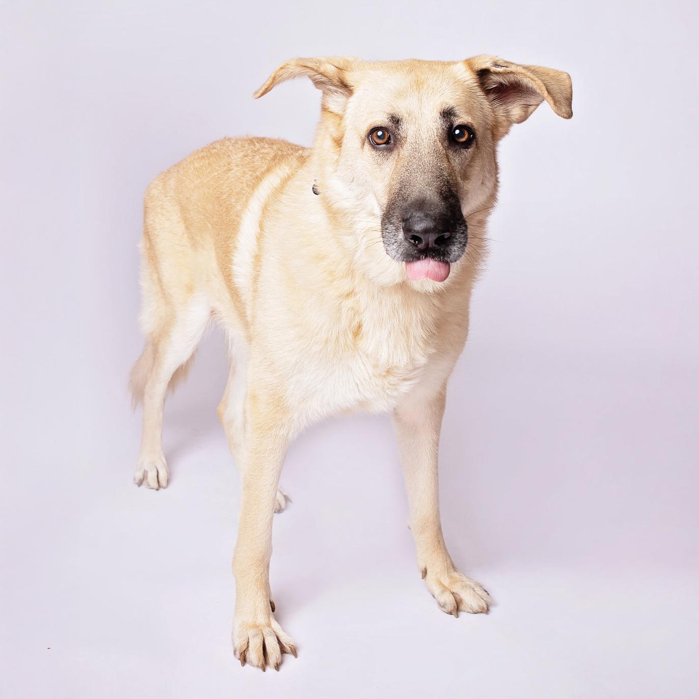 Mojo — thumbnail 4