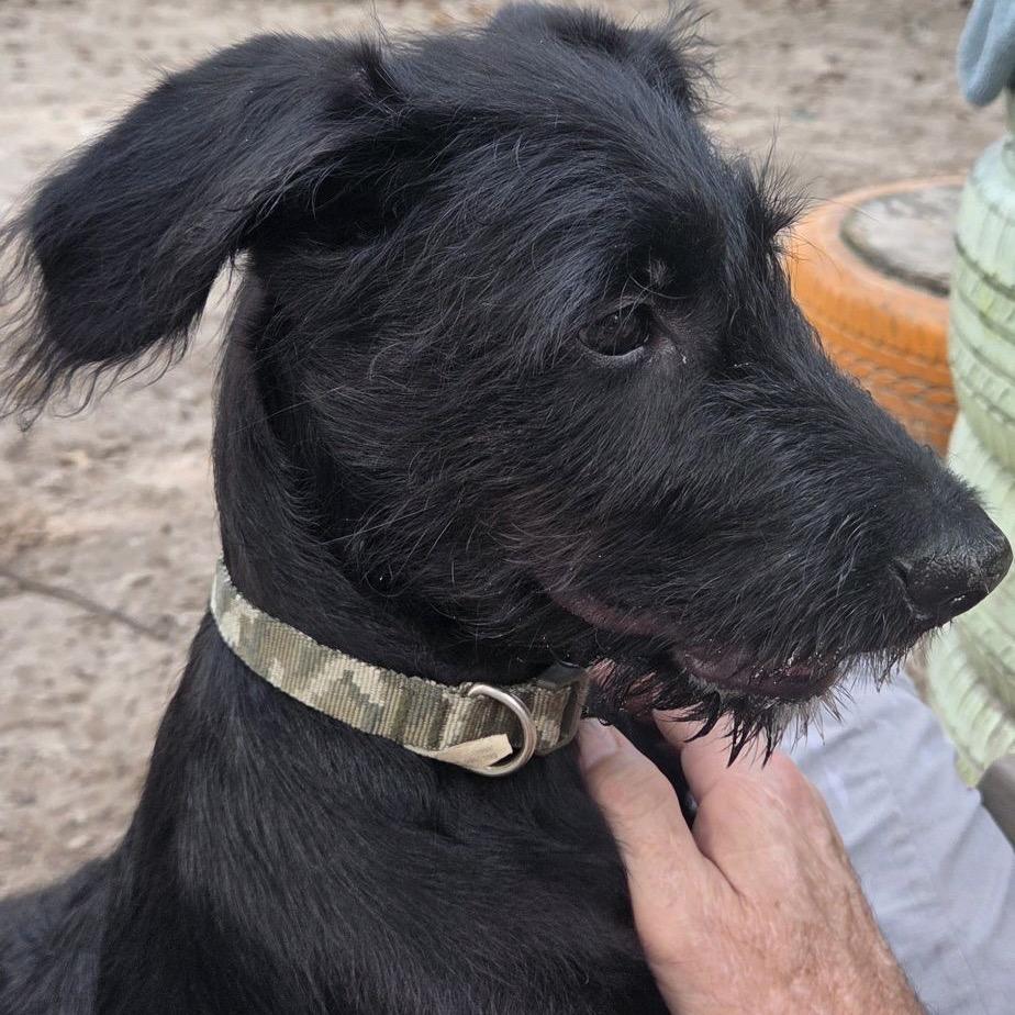 Enlarge Witcher 29867, a Adoptable mixed breed in Middleburg, FL image 1/3