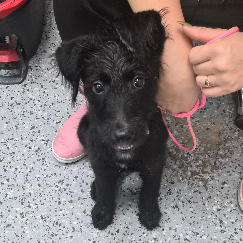 Enlarge Witcher 29867, a Adoptable mixed breed in Middleburg, FL image 2/3