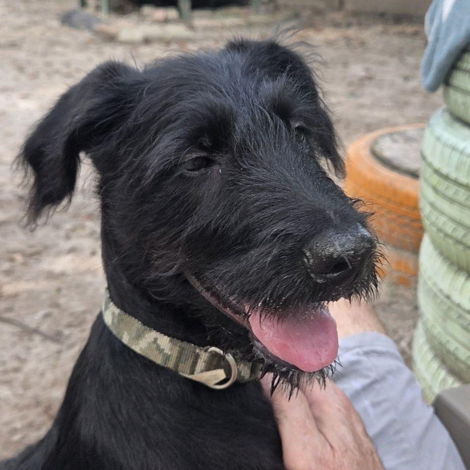 Enlarge Witcher 29867, a Adoptable mixed breed in Middleburg, FL image 3/3