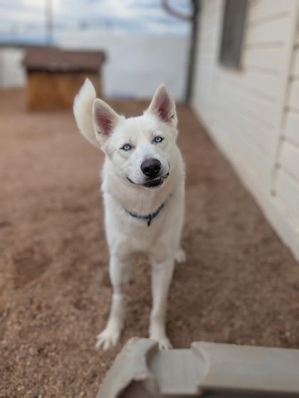 Cola, Adoptable, Adult Male Shepherd & Mixed Breed.
