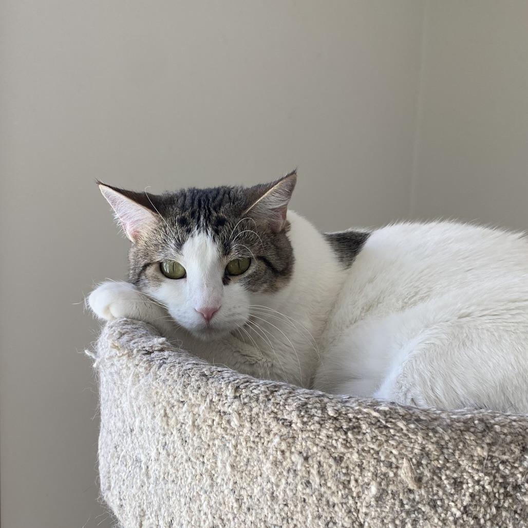 Charm, a Adoptable Domestic Short Hair in Green Bay, WI image 1/6
