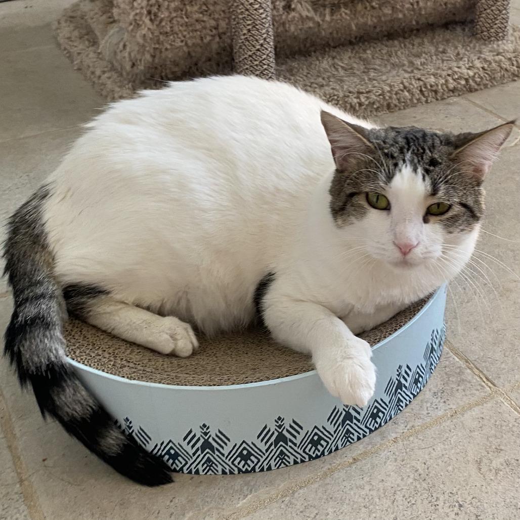Charm, a Adoptable Domestic Short Hair in Green Bay, WI image 2/6