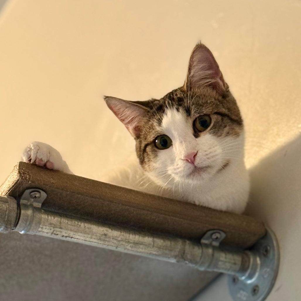 Enlarge Charm, a Adoptable Domestic Short Hair in Green Bay, WI image 1/3