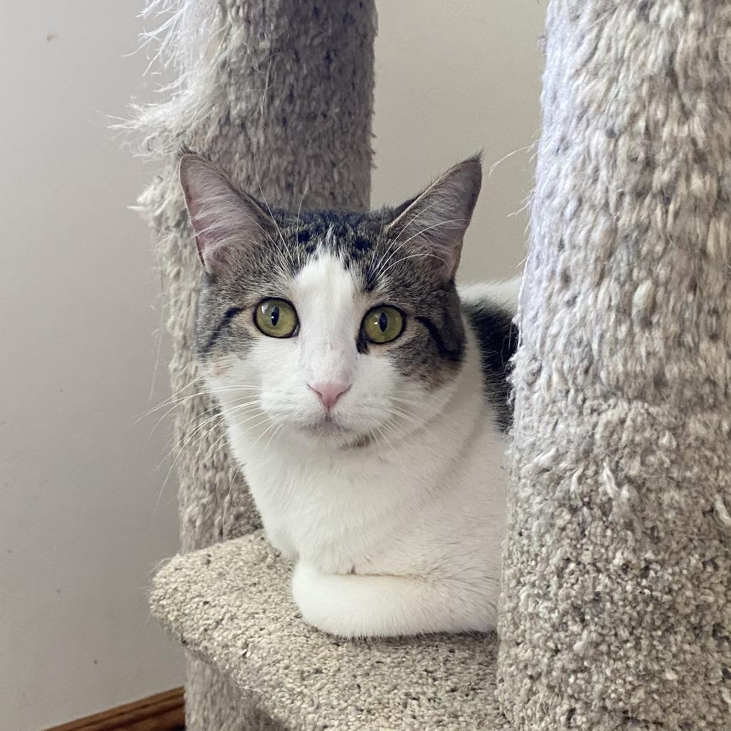 Charm, a Adoptable Domestic Short Hair in Green Bay, WI image 4/6