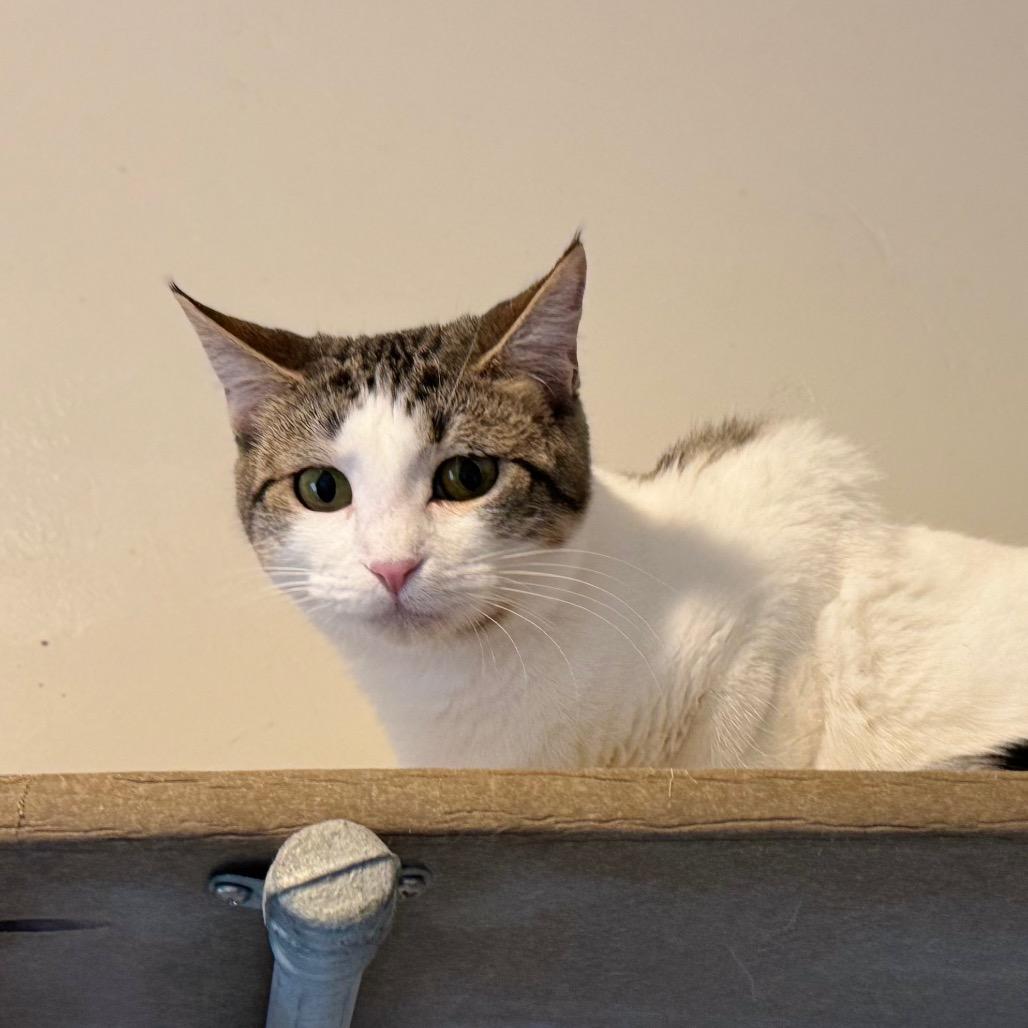 Enlarge Charm, a Adoptable Domestic Short Hair in Green Bay, WI image 2/3