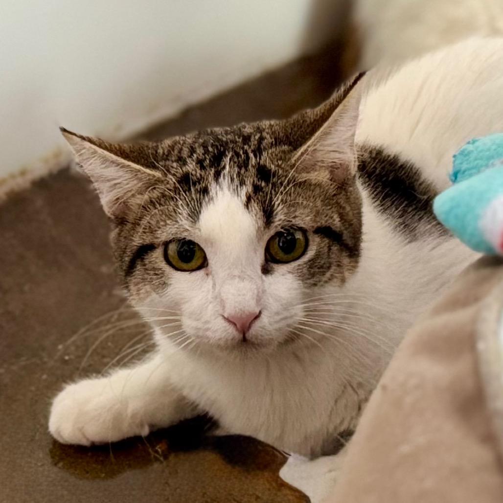 Enlarge Charm, a Adoptable Domestic Short Hair in Green Bay, WI image 3/3