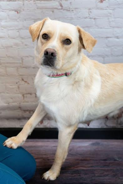 Phooey, Adoptable, Adult Female Yellow Labrador Retriever.