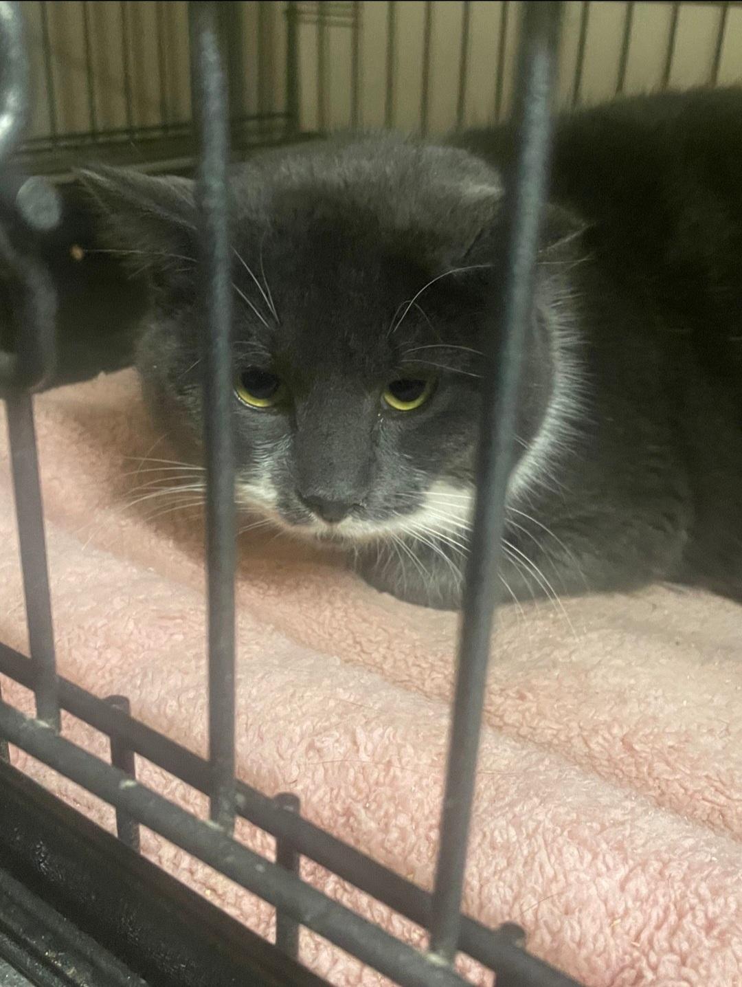 Enlarge Tom (Working cat), a Adoptable Domestic Short Hair in Billings, MT image 1/1