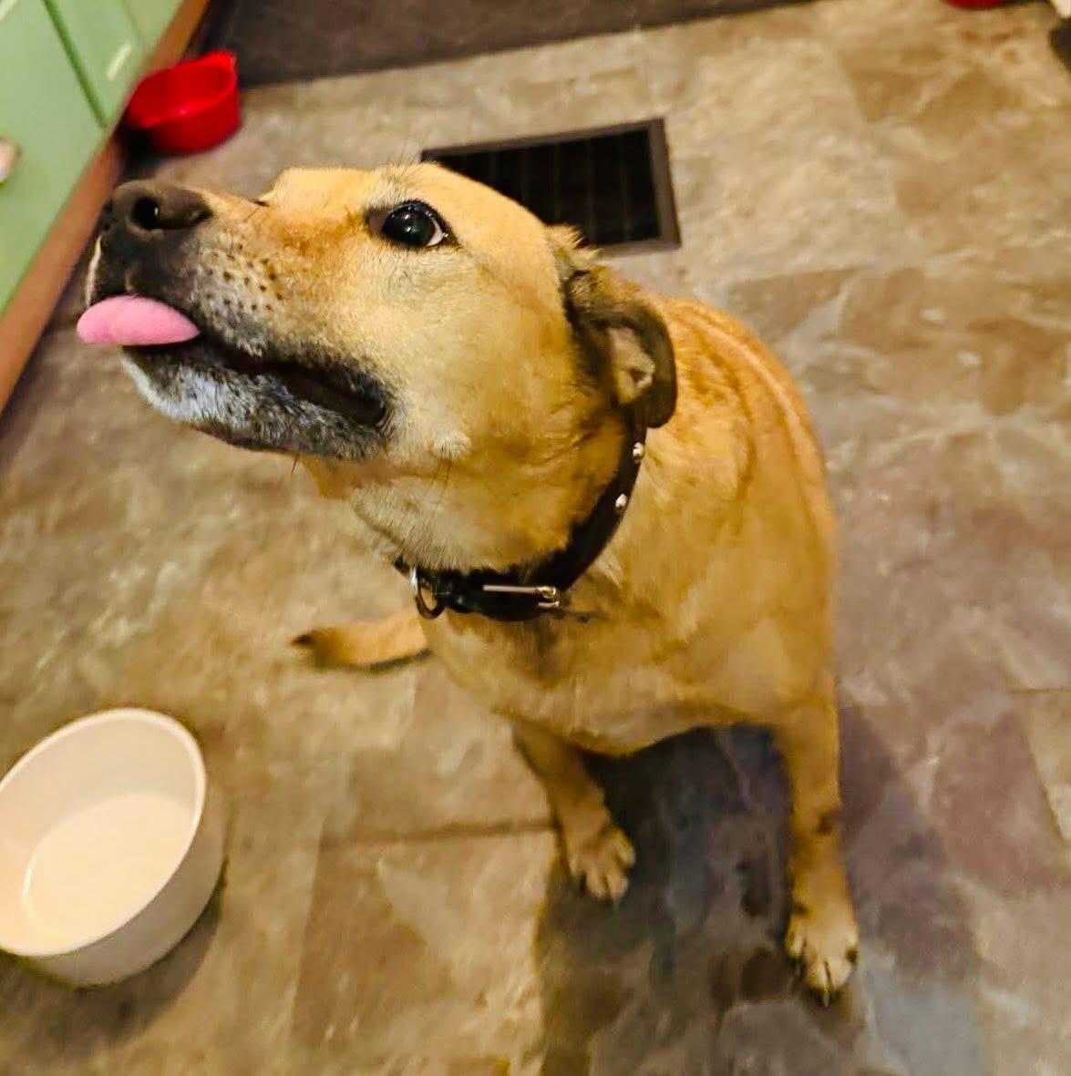 Enlarge Addison, a Adoptable mixed breed in Brooks, ME image 1/1