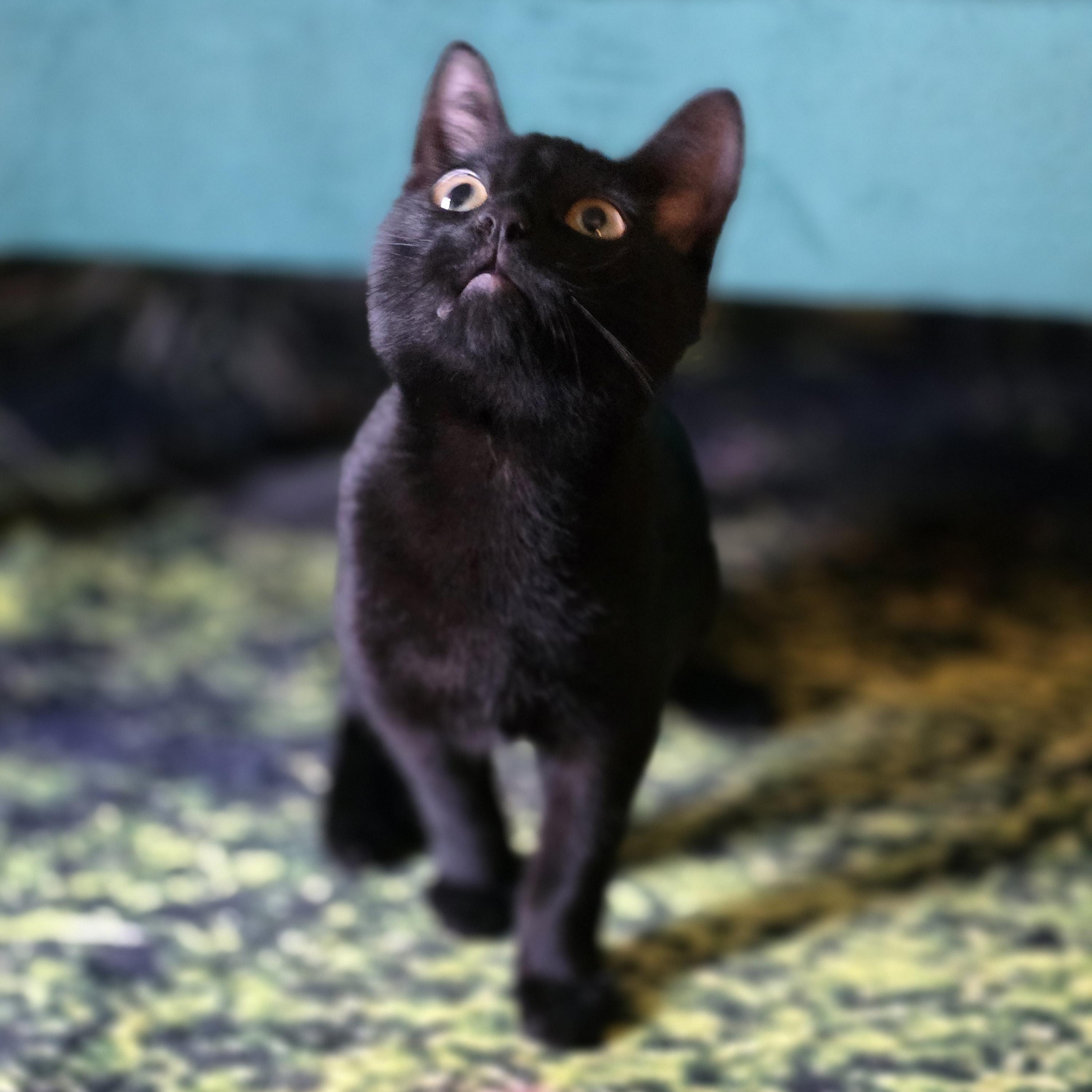 Enlarge Hook, a Adoptable Domestic Short Hair in Beaverton, OR image 3/3