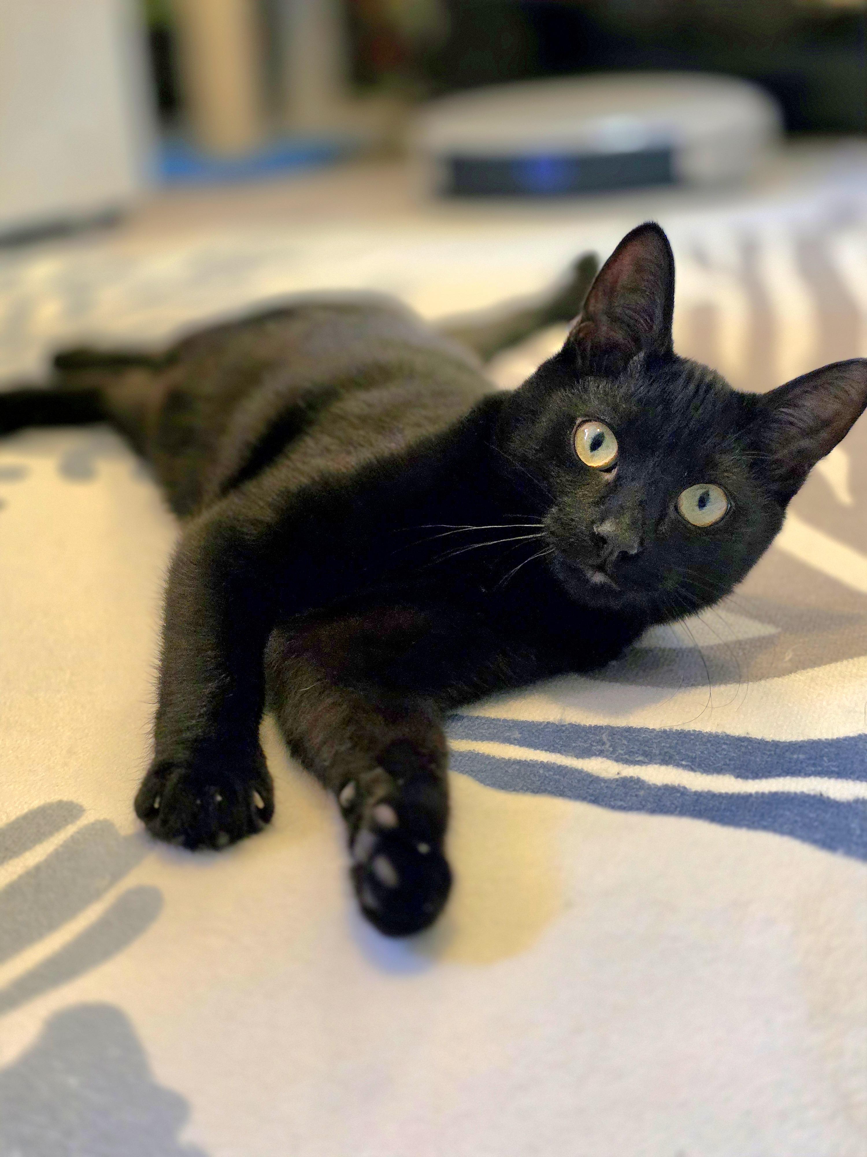 Enlarge Hook, a Adoptable Domestic Short Hair in Beaverton, OR image 1/3