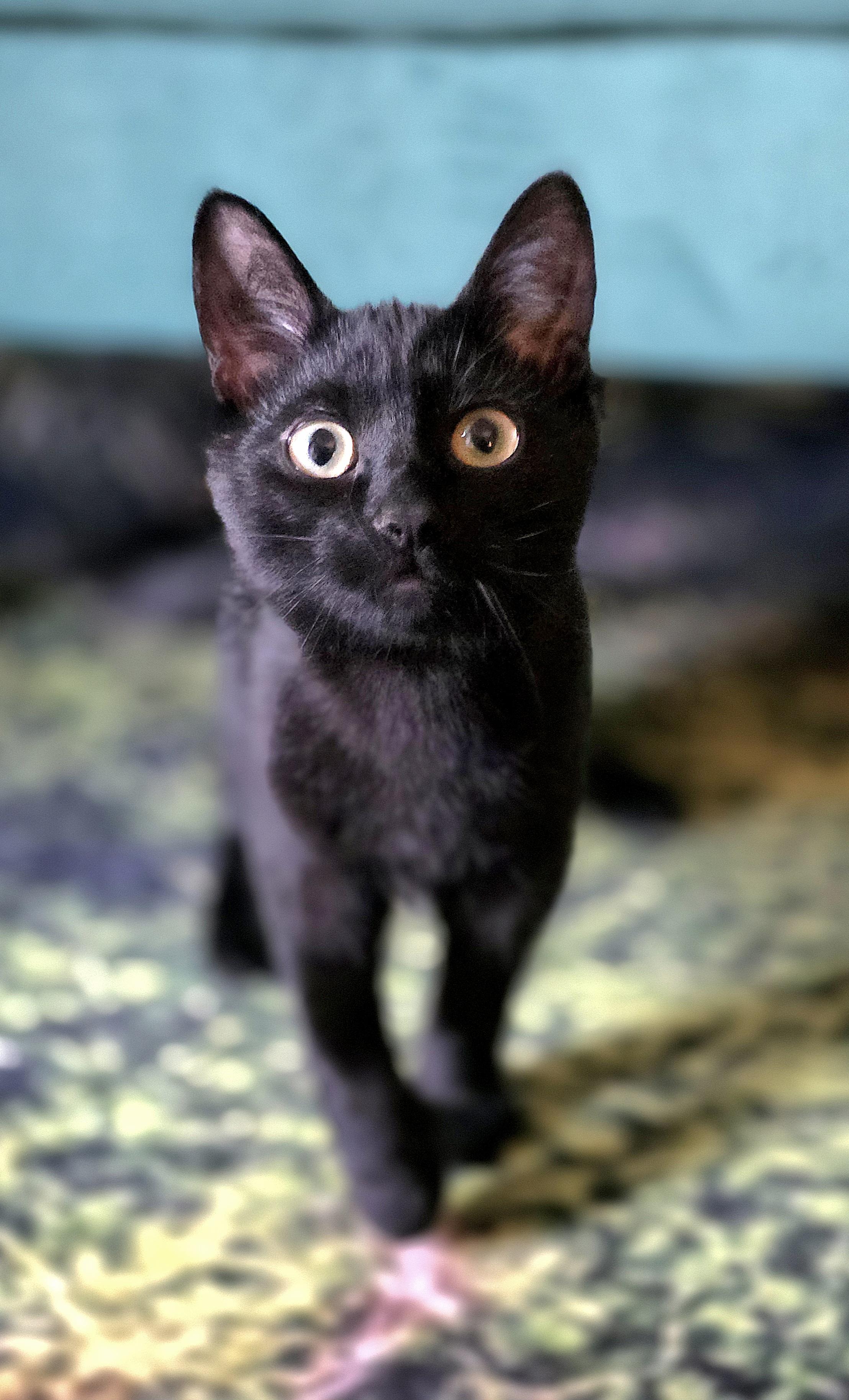 Enlarge Hook, a Adoptable Domestic Short Hair in Beaverton, OR image 2/3