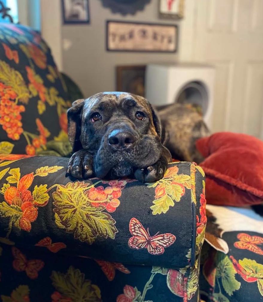 Freya Njördsdottir, Adoptable, Adult Female Mastiff.