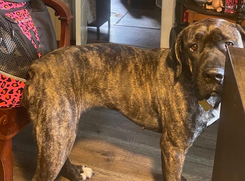 Enlarge Freya Njördsdottir, a Adoptable Mastiff in Salt Lake City, UT image 2/3