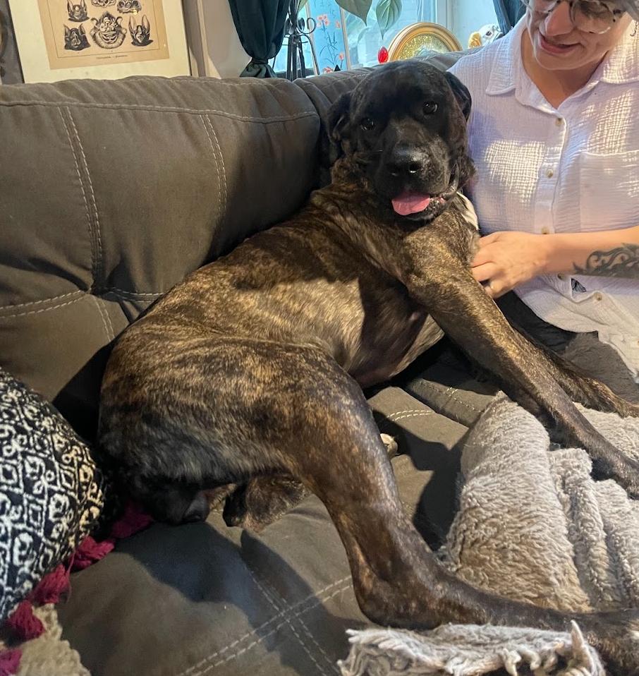 Enlarge Freya Njördsdottir, a Adoptable Mastiff in Salt Lake City, UT image 3/3