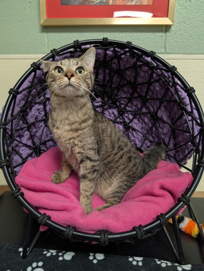 Toad, Adoptable, Young Male Domestic Short Hair.