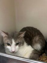 Enlarge Donut, a Adoptable Domestic Short Hair in Erie, PA image 1/1