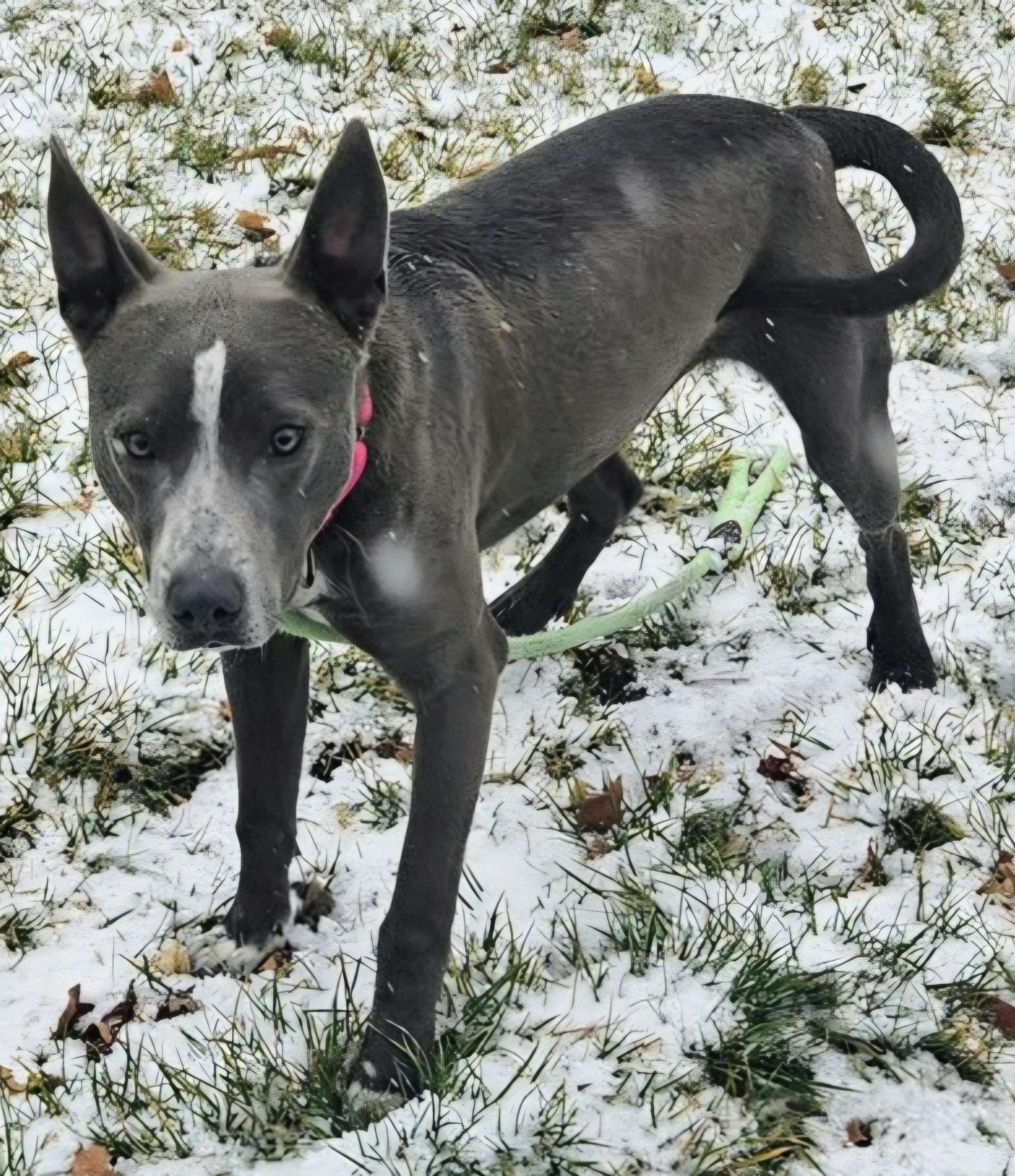 Enlarge TREY, a ADOPTABLE mixed breed in Salt Lake City, UT image 2/2