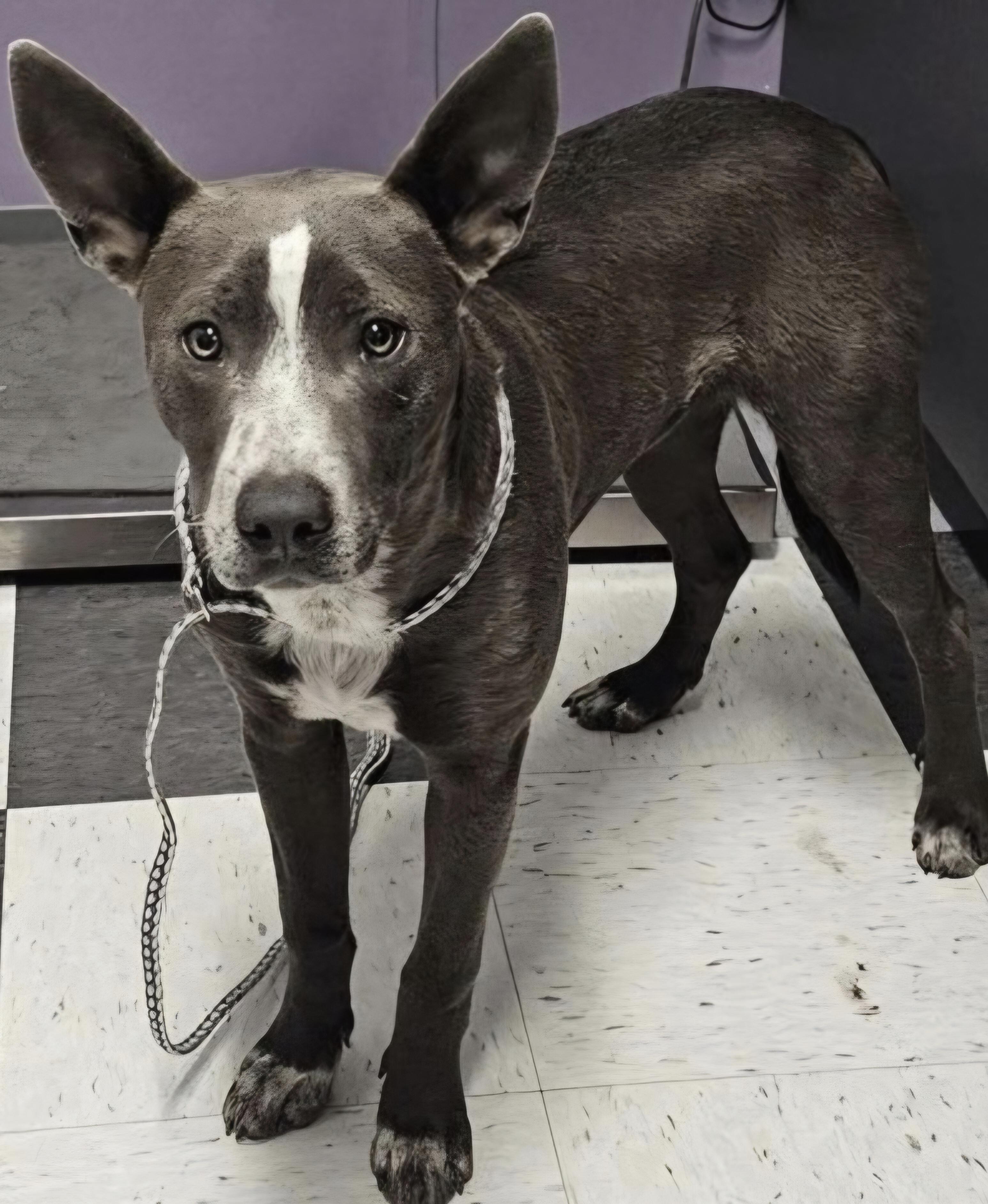 Enlarge TREY, a ADOPTABLE mixed breed in Salt Lake City, UT image 1/2