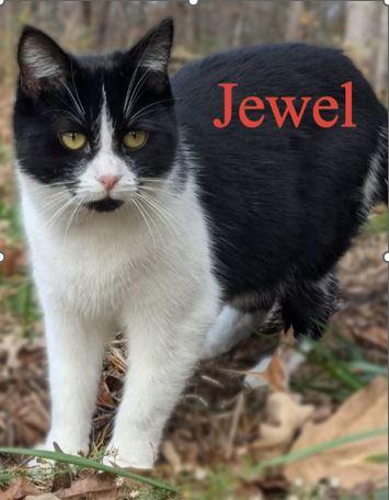 Jewel, Adoptable, Adult Female Domestic Short Hair.