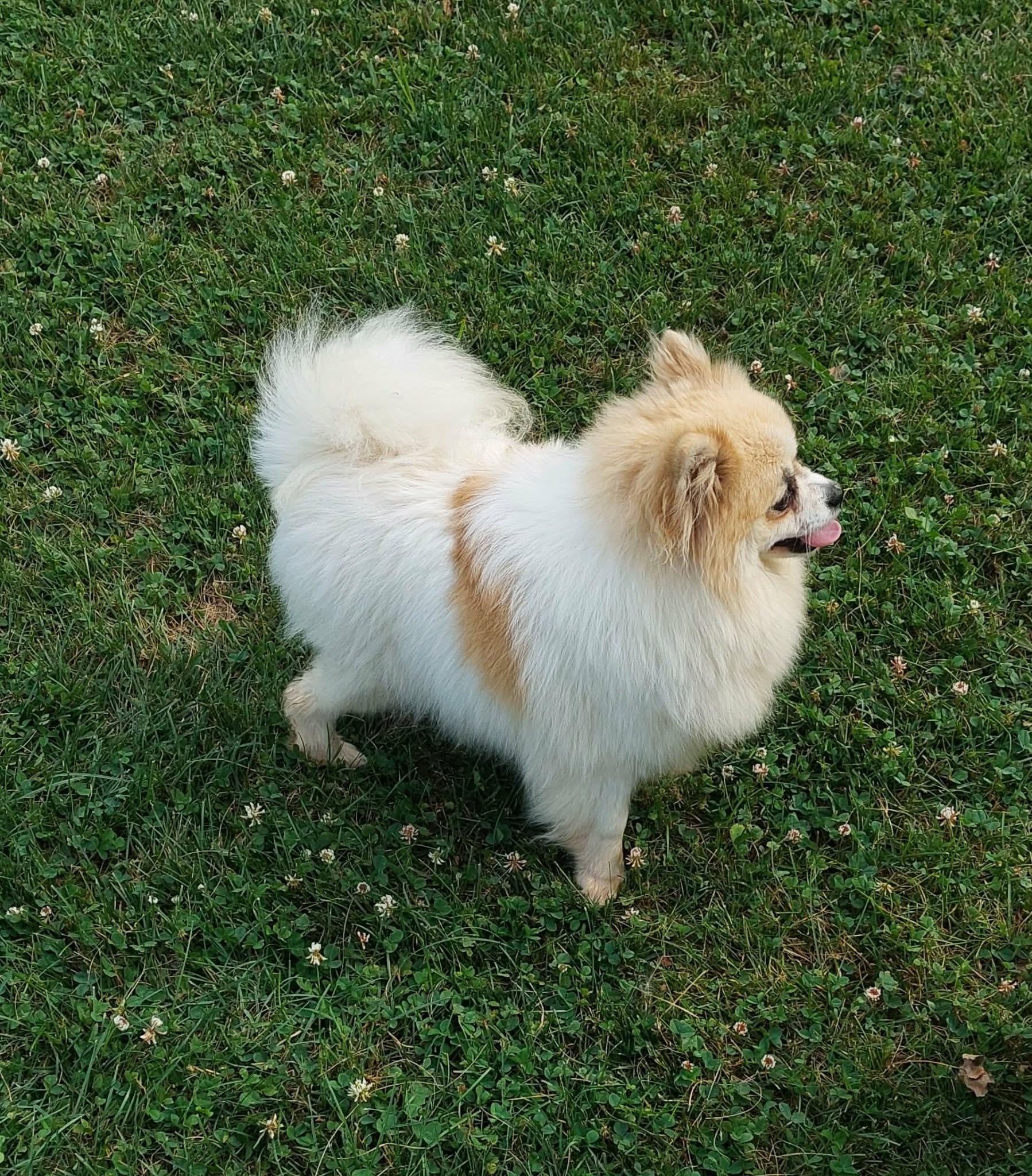 Enlarge Dior, an adopted Pomeranian in Conesus, NY image 3/3