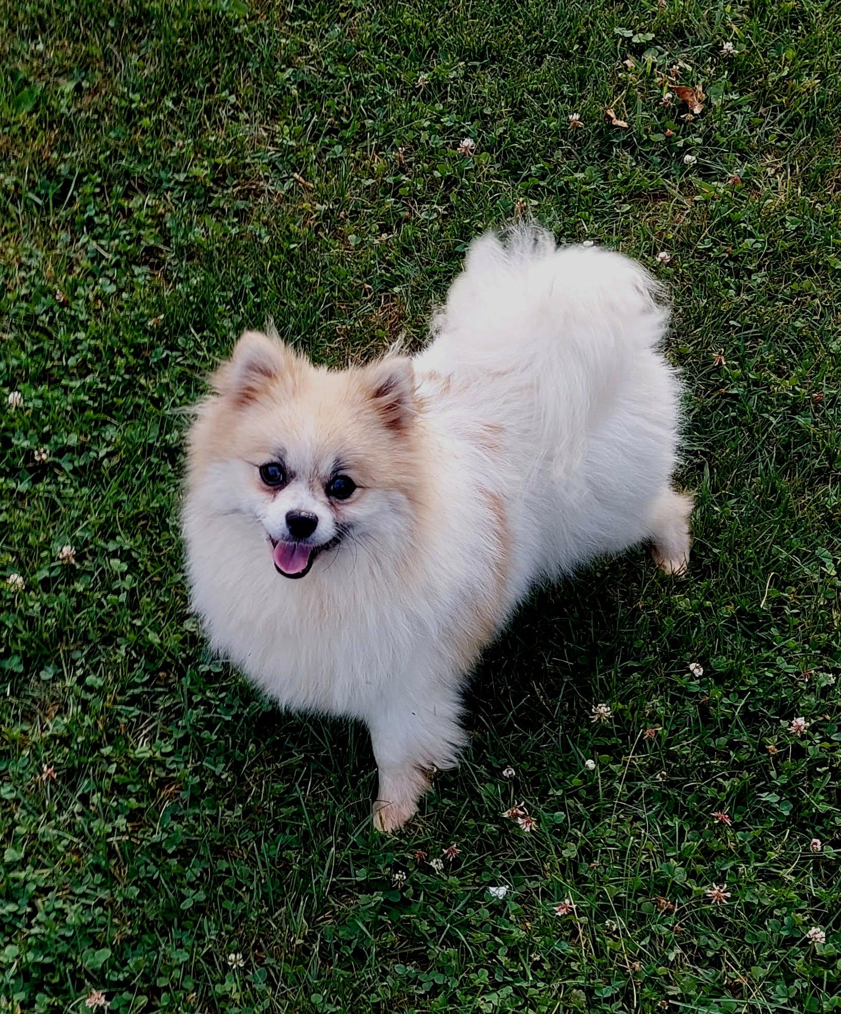 Enlarge Dior, an adopted Pomeranian in Conesus, NY image 1/3