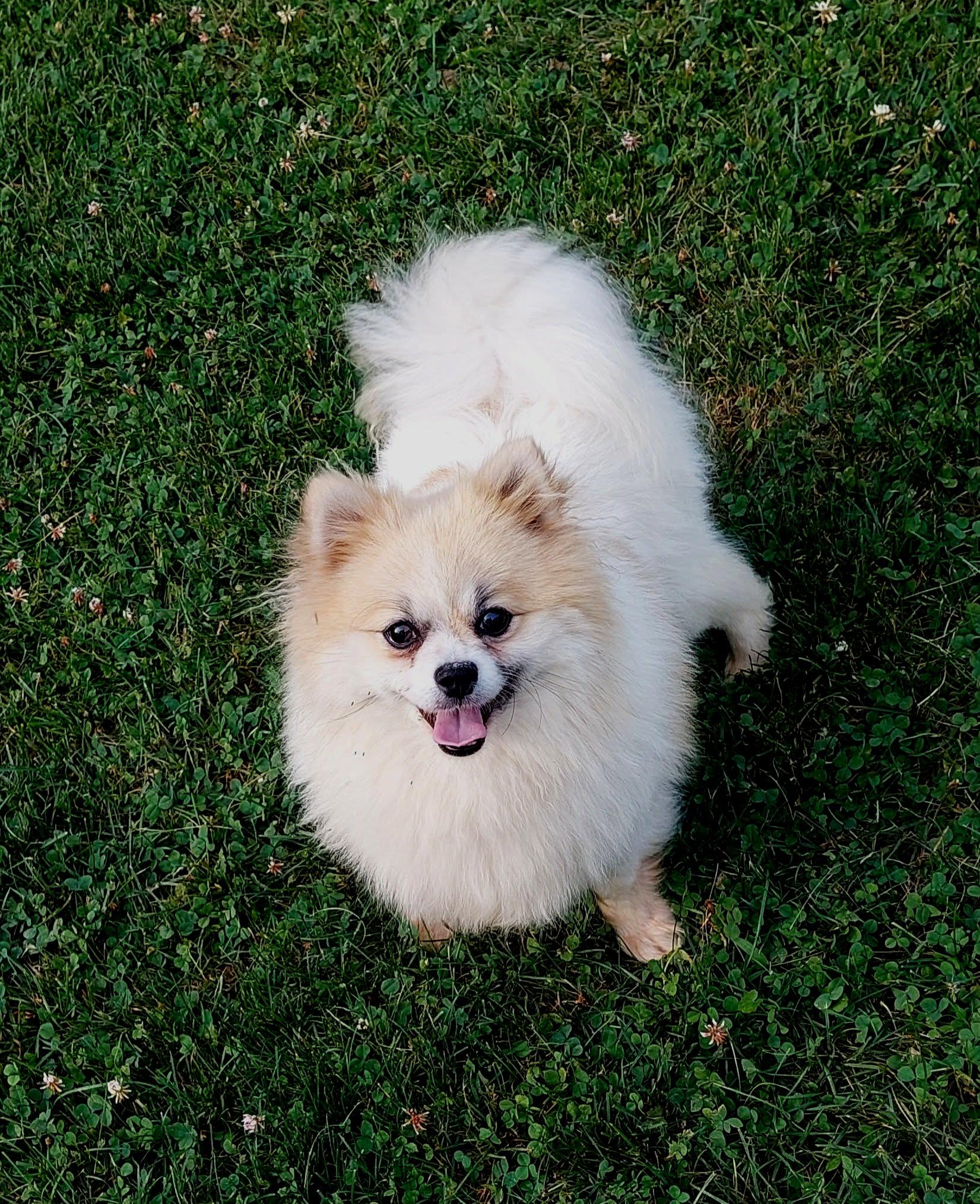 Enlarge Dior, an adopted Pomeranian in Conesus, NY image 2/3