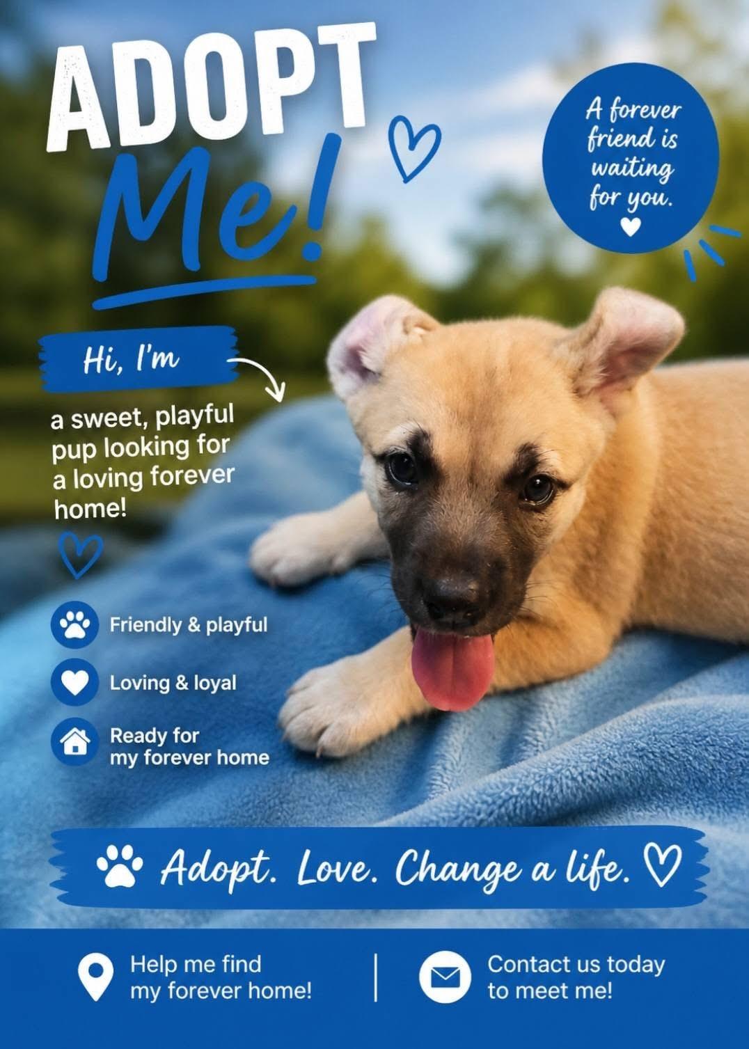 John, ADOPTABLE, Puppy Male German Shepherd Dog & Siberian Husky.