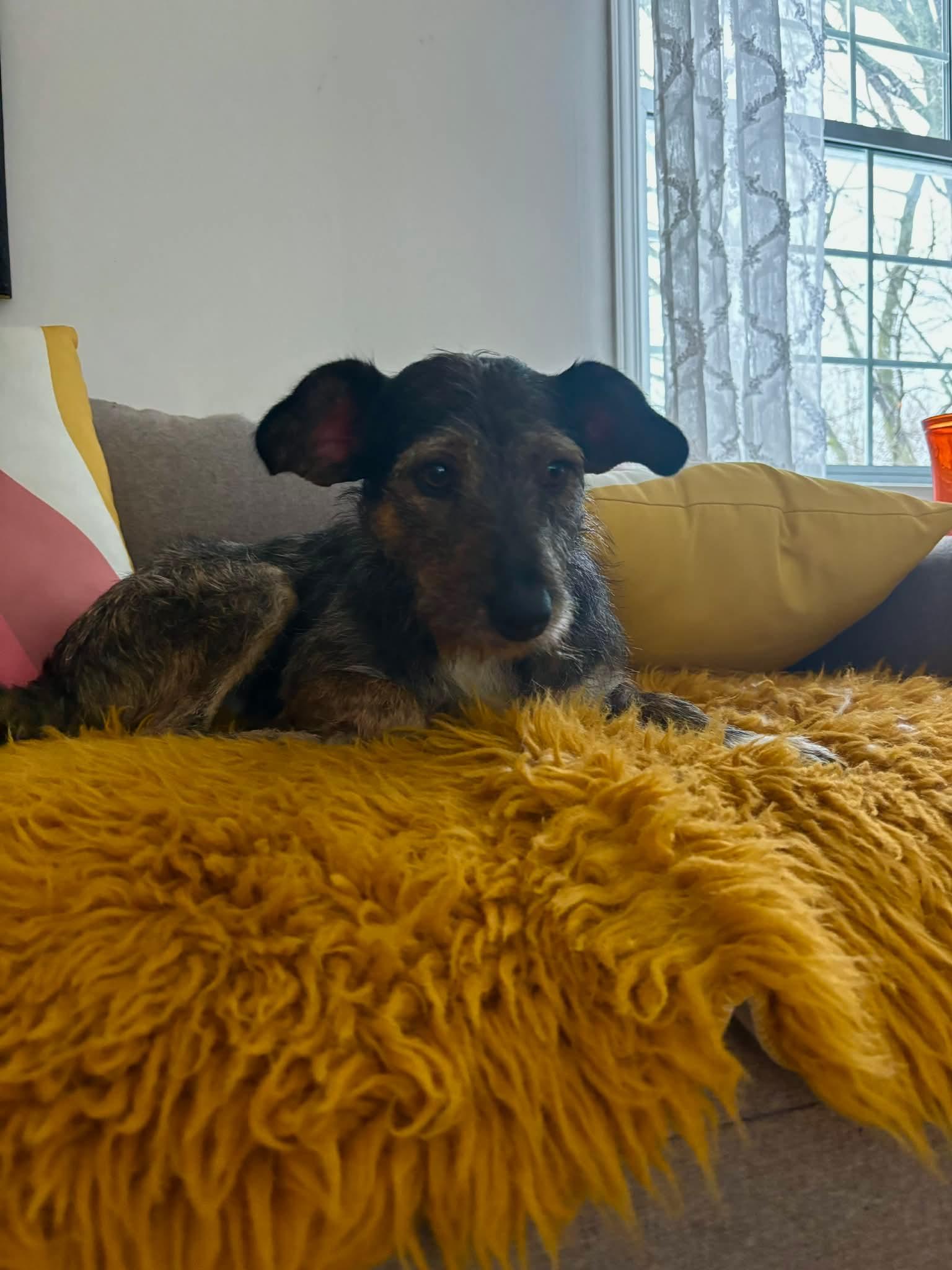 Enlarge BECKY, a Adoptable mixed breed in Richmond Hill , ON image 3/6