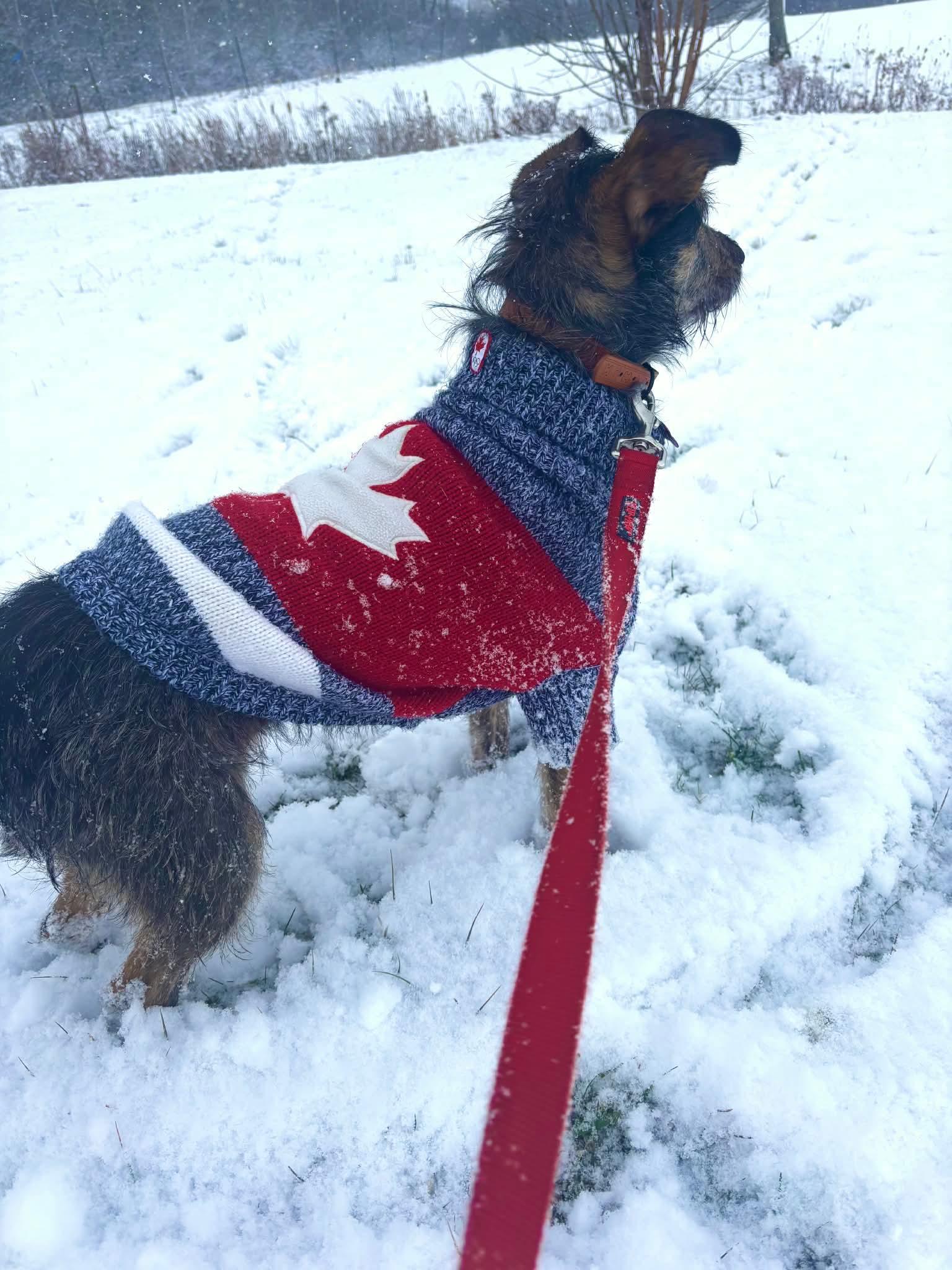 Enlarge BECKY, a Adoptable mixed breed in Richmond Hill , ON image 5/6