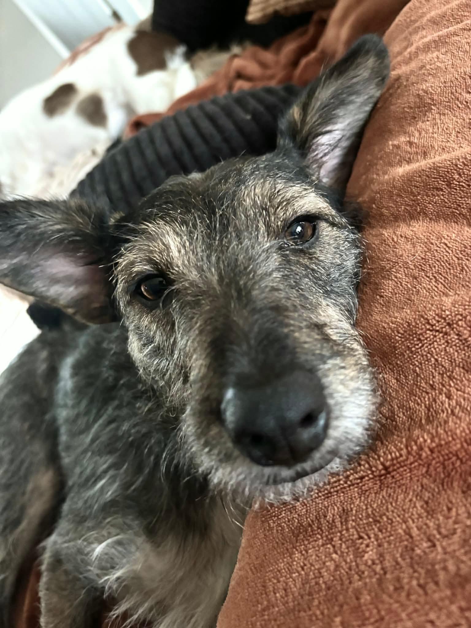 BECKY, Adoptable, Young Female Miniature Schnauzer & Terrier.