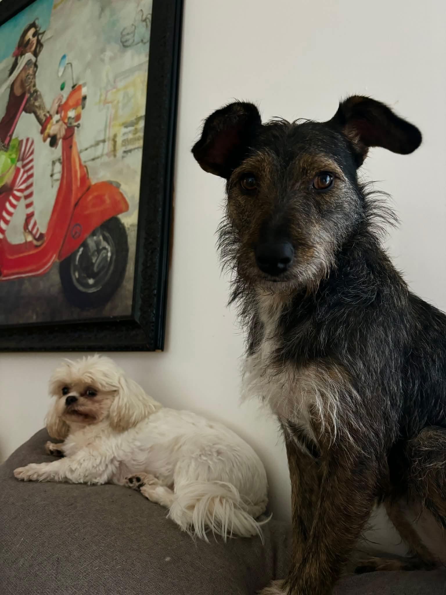 Enlarge BECKY, a Adoptable mixed breed in Richmond Hill , ON image 4/6