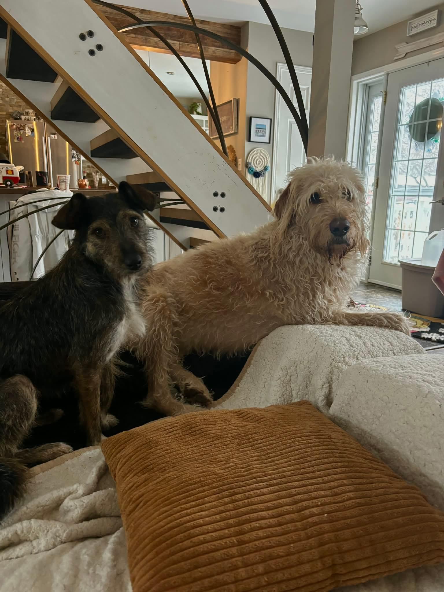 Enlarge BECKY, a Adoptable mixed breed in Richmond Hill , ON image 2/6