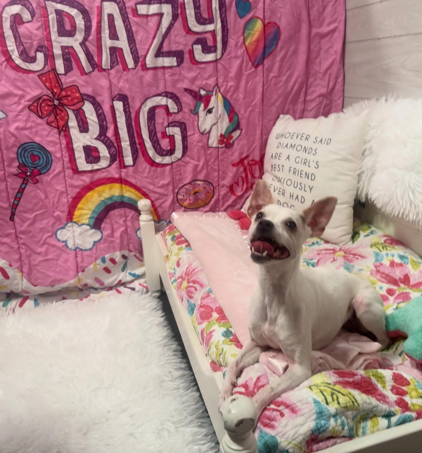 Christina, an adopted Chihuahua in Foster, RI image 4/5