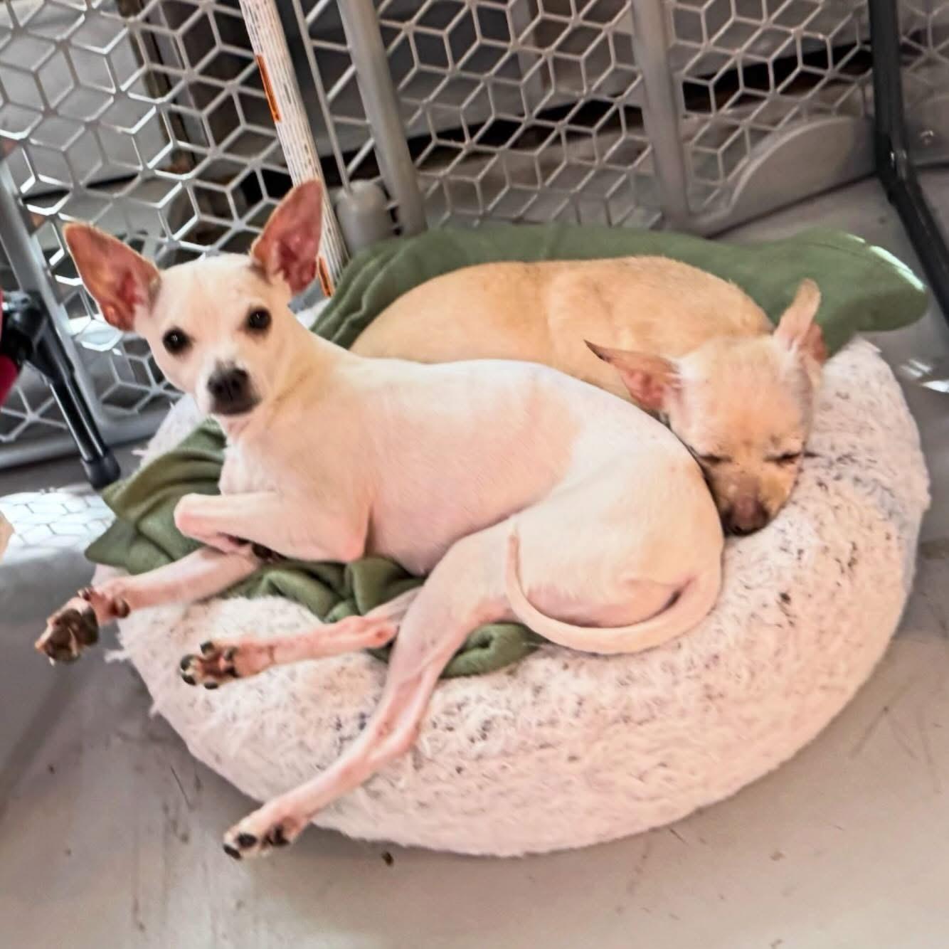 Christina, an adopted Chihuahua in Foster, RI image 3/5