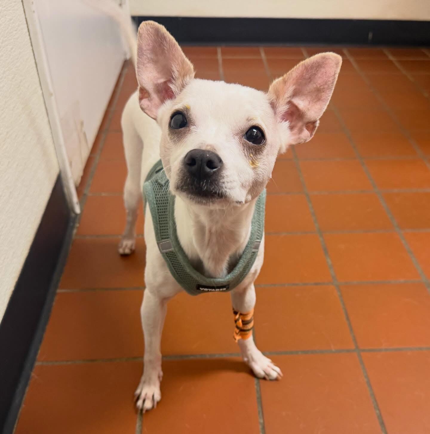 Christina, an adopted Chihuahua in Foster, RI image 1/5