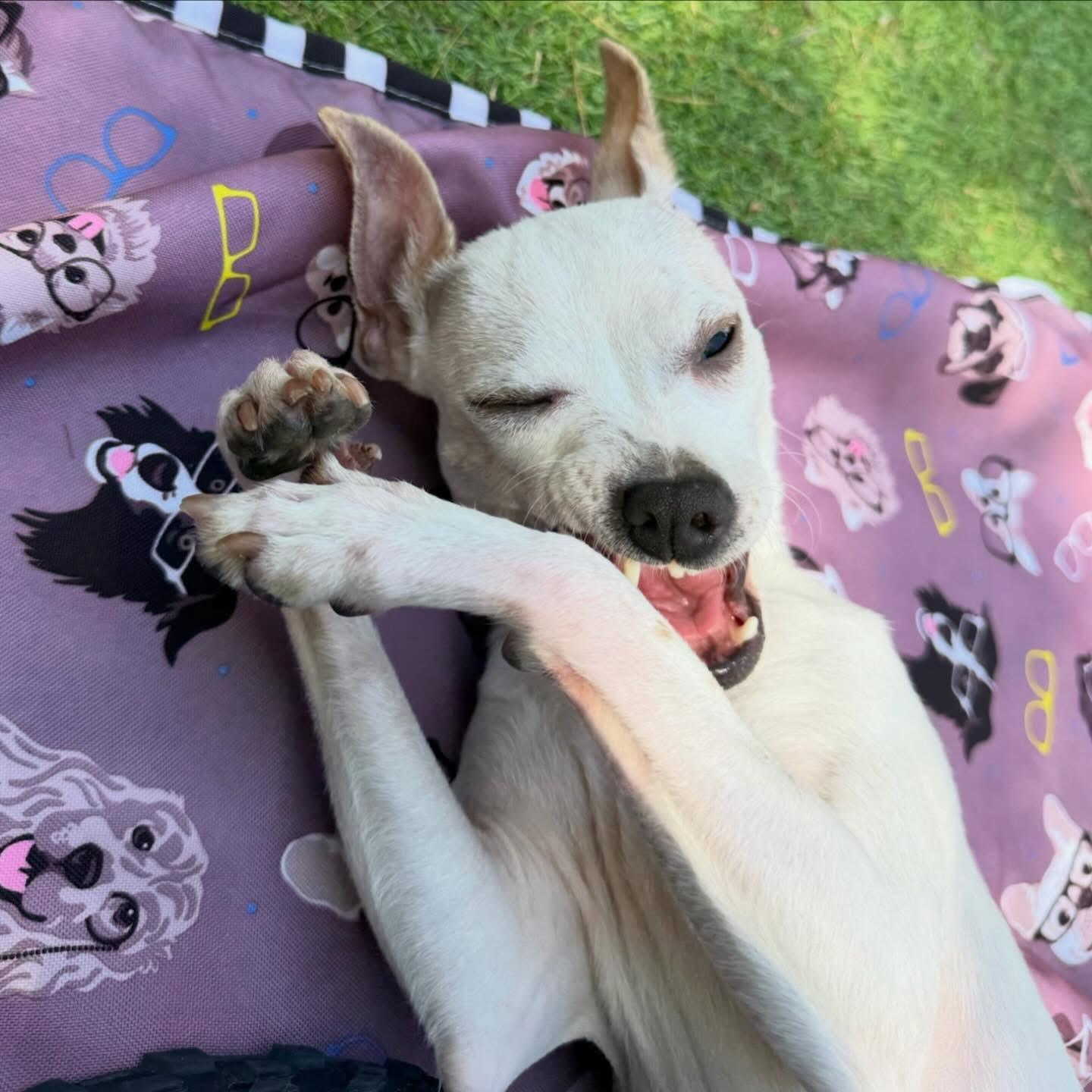 Christina, an adopted Chihuahua in Foster, RI image 5/5