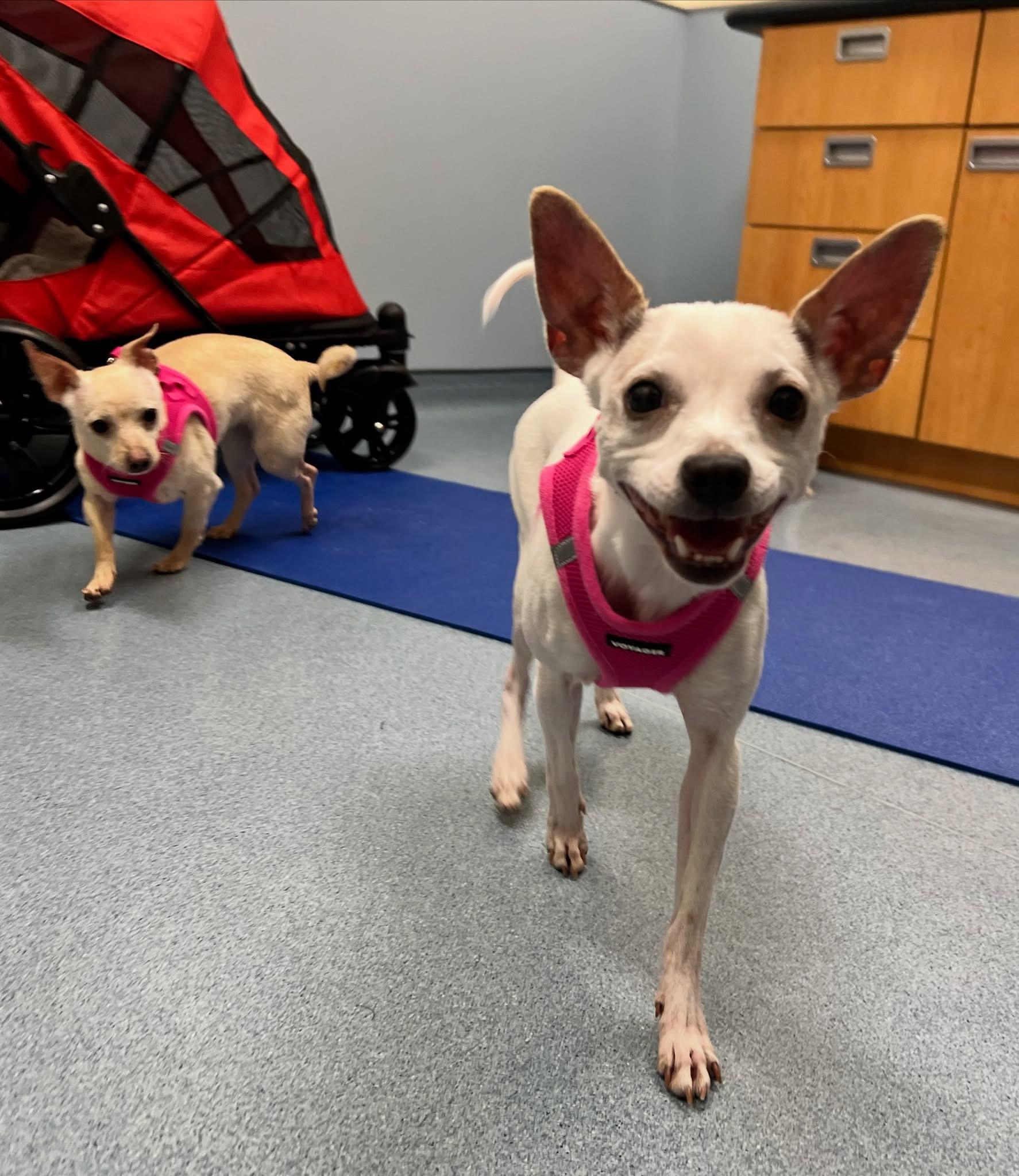 Christina, an adopted Chihuahua in Foster, RI image 2/5