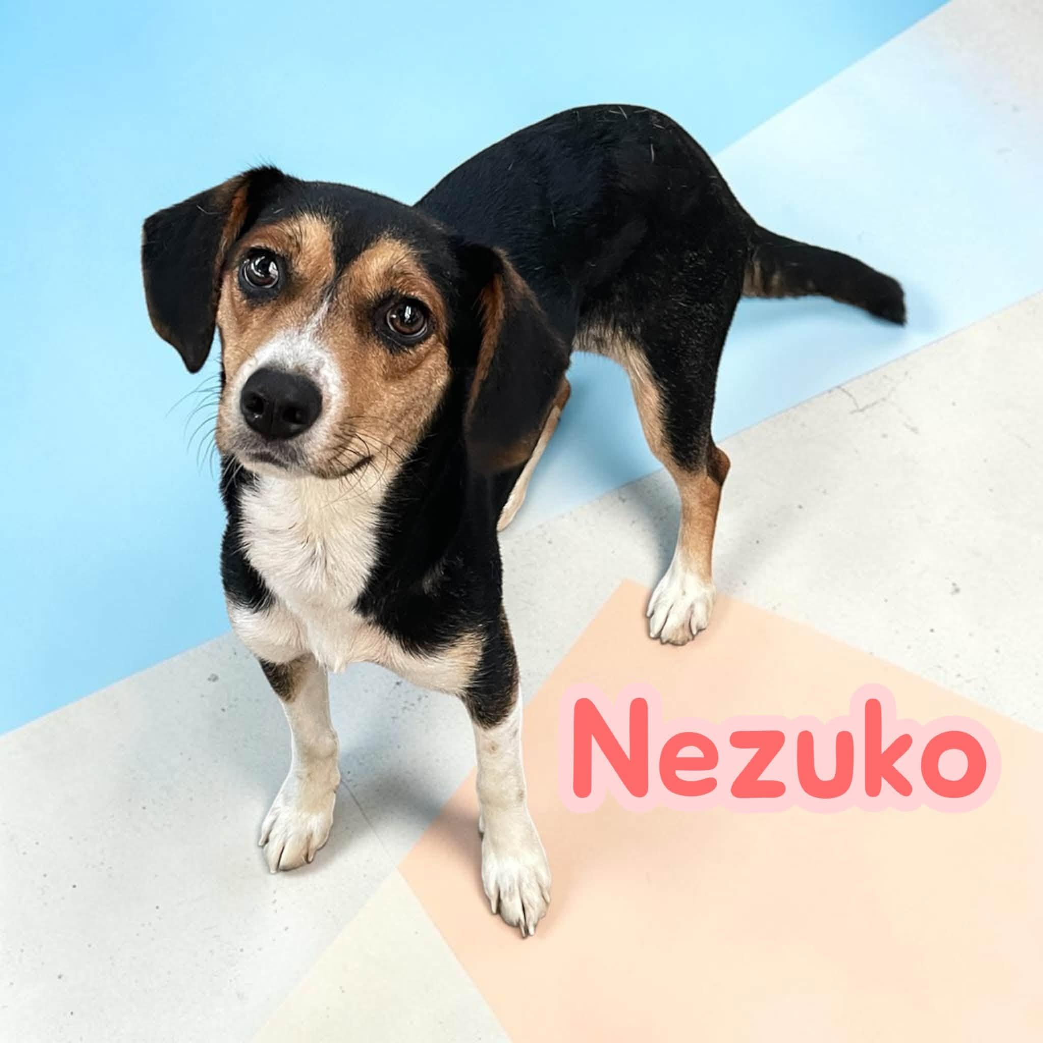 Nezuko photo