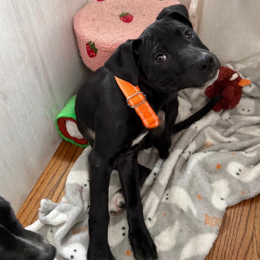 Enlarge Wilkie, a Adoptable mixed breed in Staten Island, NY image 1/5