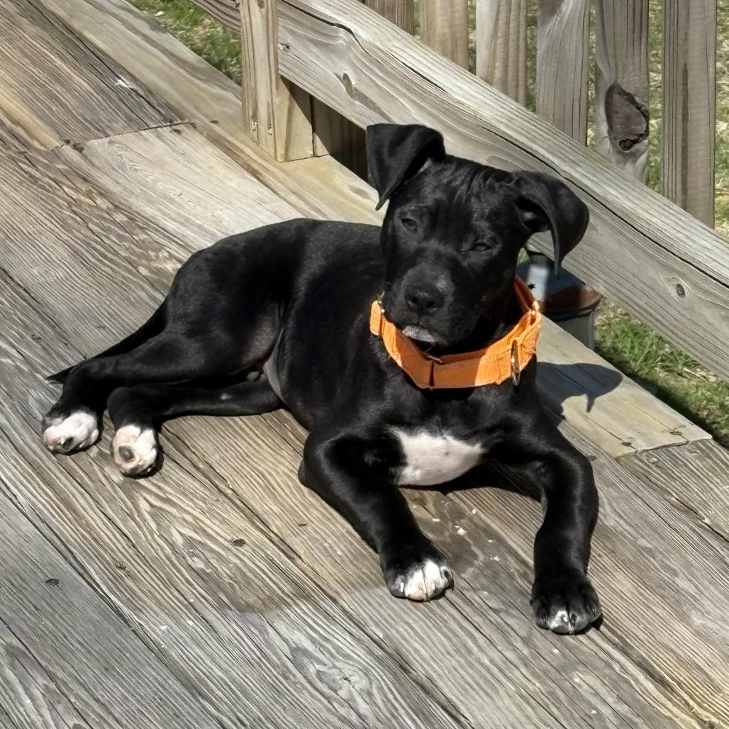 Enlarge Wilkie, a Adoptable mixed breed in Staten Island, NY image 2/5