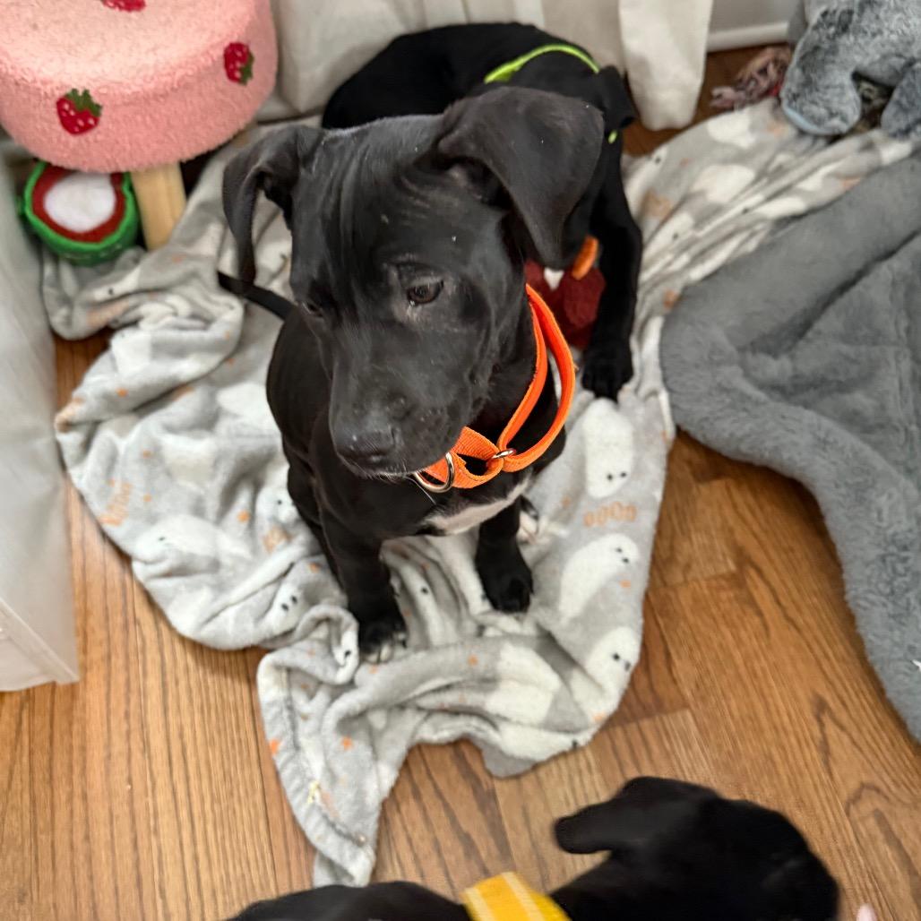 Enlarge Wilkie, a Adoptable mixed breed in Staten Island, NY image 3/5