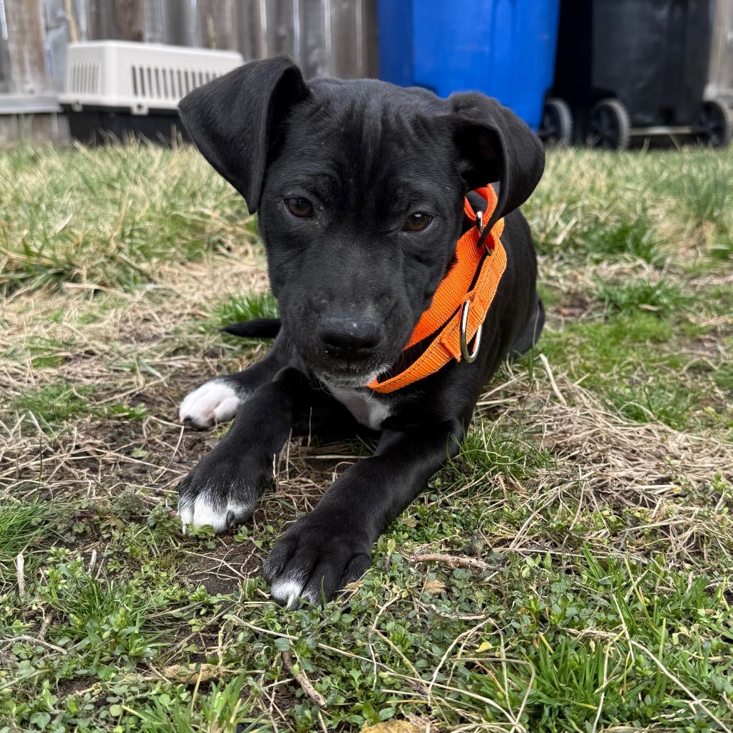 Enlarge Wilkie, a Adoptable mixed breed in Staten Island, NY image 4/5