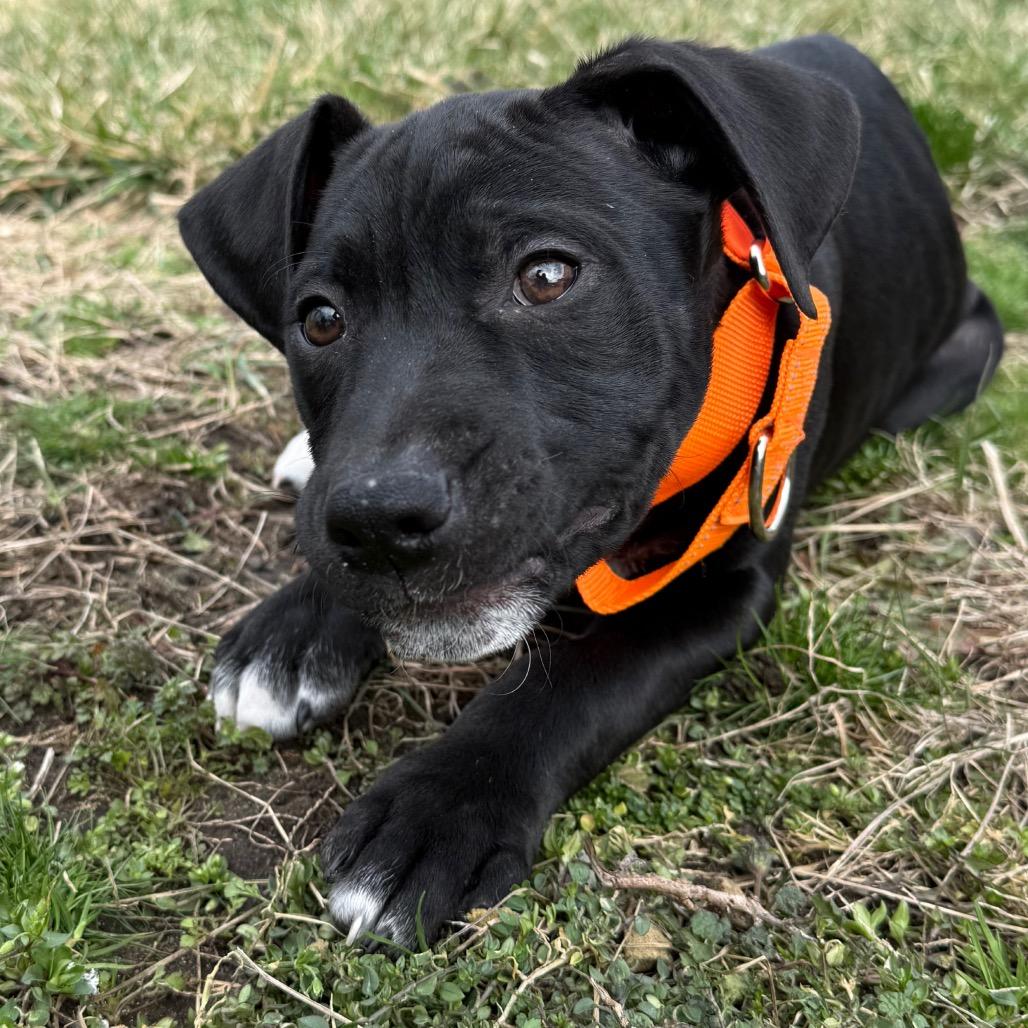 Enlarge Wilkie, a Adoptable mixed breed in Staten Island, NY image 5/5