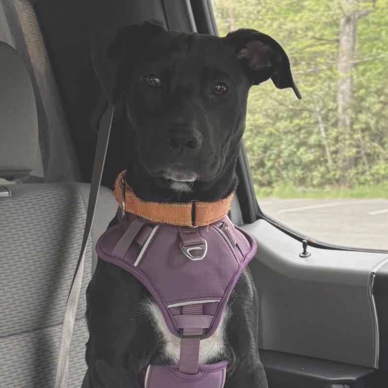 Wilkie, a Adoptable mixed breed in Staten Island, NY image 6/6