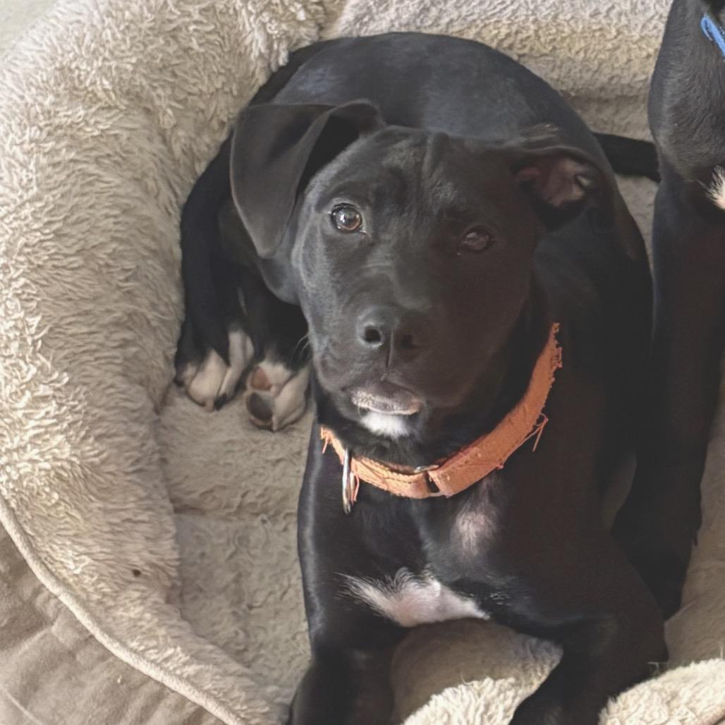 Enlarge Wilkie, a Adoptable mixed breed in Staten Island, NY image 6/6