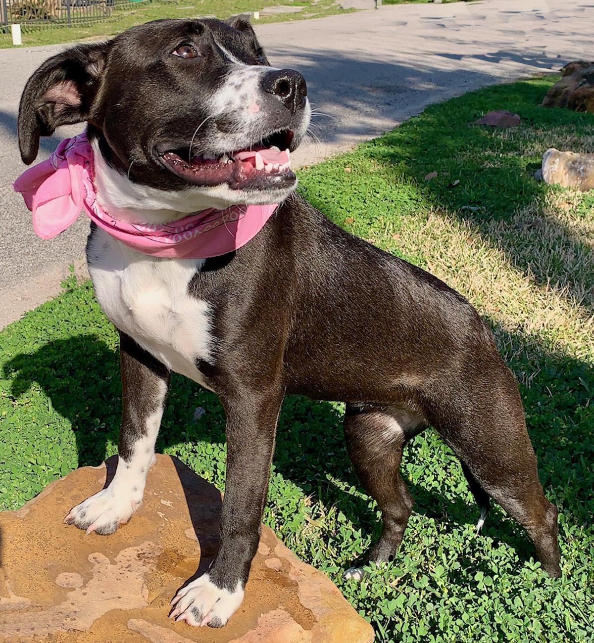 Enlarge MAISY - GORGEOUS GIRL - SEE VIDEO, a Adoptable mixed breed in Brattleboro, VT image 4/6