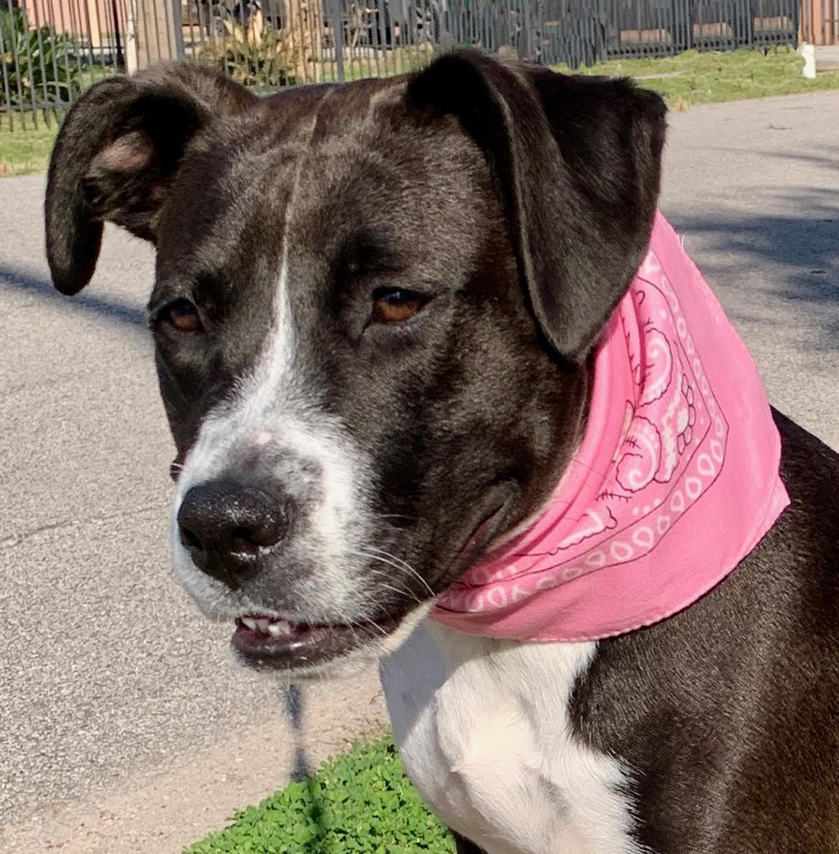 Enlarge MAISY - GORGEOUS GIRL - SEE VIDEO, a Adoptable mixed breed in Brattleboro, VT image 2/6