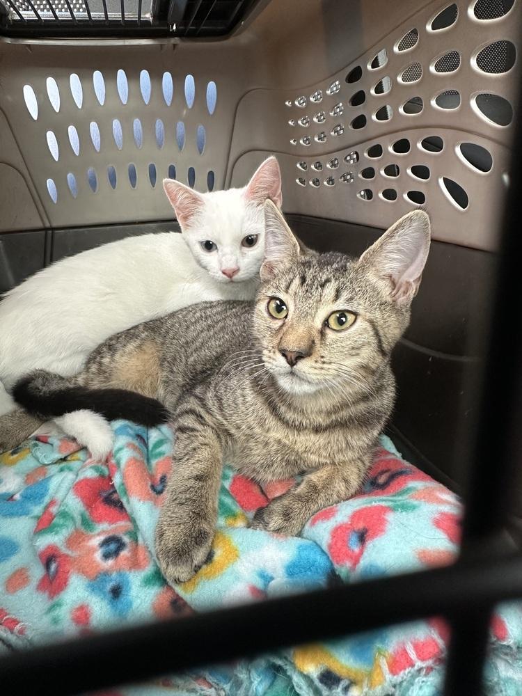 Bizzy, Adoptable, Kitten Female Domestic Short Hair.